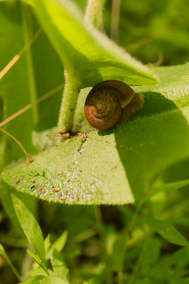 Cochran Mill Park, Chattahoochee Hills Georgia - Snail